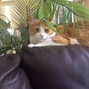 Meet your Posher, Lulu